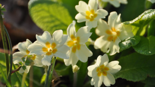 Stage 1 jour plantes sauvages comestibles et médicinales - Isère