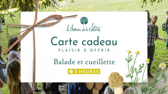 Carte cadeau • Balade en Nature de 2h + Cueillette de Plantes sauvages