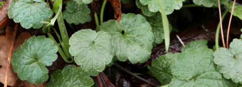Stage 1 jour plantes sauvages comestibles - Fontainebleau