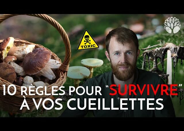 Cueillette de champignons : les bons réflexes à adopter  Ministère de  l'Agriculture et de la Souveraineté alimentaire