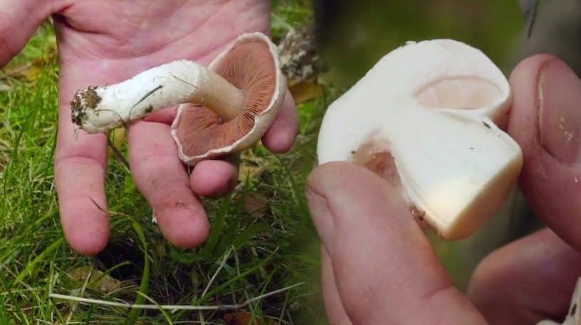 Rosé des prés ou champignon de Paris ?