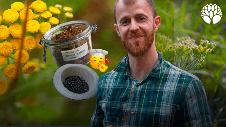 10 plantes sauvages à utiliser en "épices"