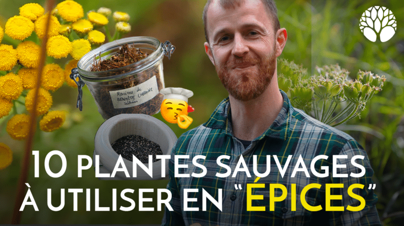 10 plantes sauvages à utiliser en "épices"