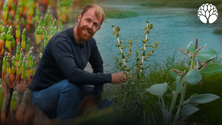 3 plantes sauvages délicieuses de bord de mer