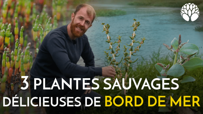 3 plantes sauvages délicieuses de bord de mer