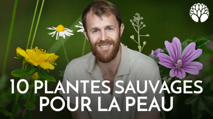 10 plantes sauvages pour soulager les problèmes de peau