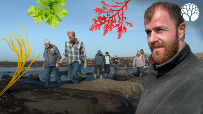 Vivre une sortie cueillette d'algues comestibles