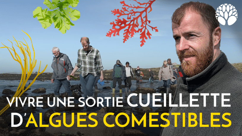 Vivre une sortie cueillette d'algues comestibles