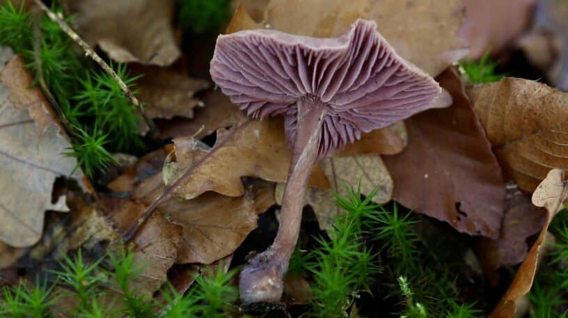 Le laccaire améthyste : un champignon à découvrir