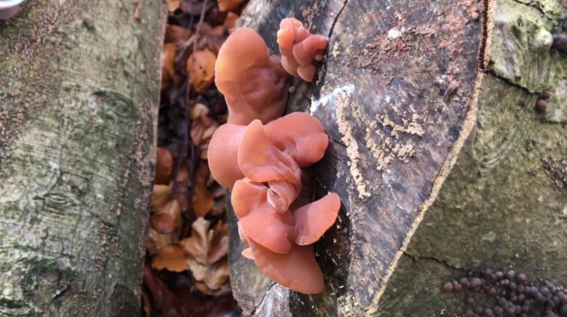 Oreille-de-Judas : un champignon noir comestible