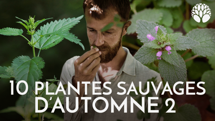 10 Plantes sauvages d'automne 2 !