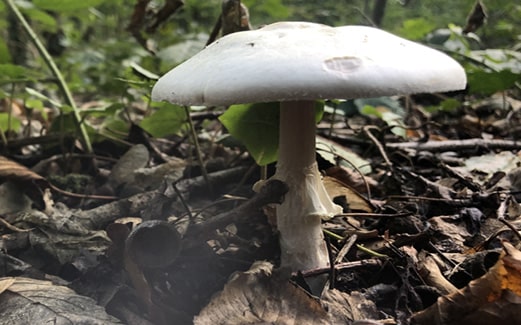 L’Agaric anisé des bois : un champignon savoureux à découvrir