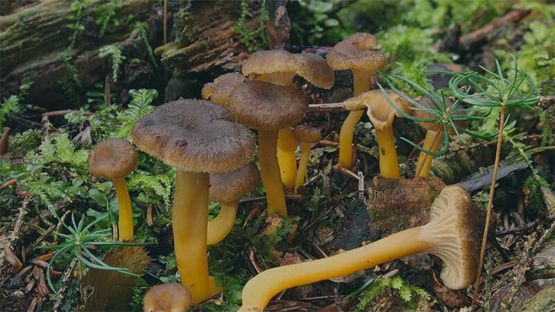 Une vedette de nos forêts : la chanterelle en tube