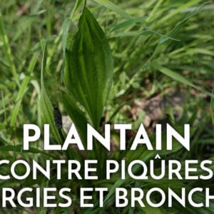 LE PLANTAIN LANCÉOLÉ