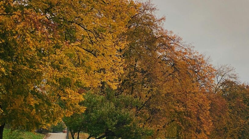 Pourquoi les arbres perdent-ils leurs feuilles?