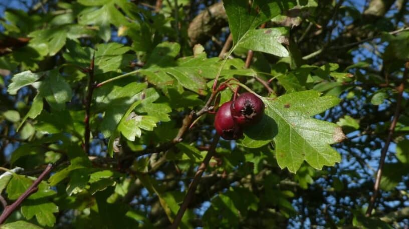 Des fruits simples et généreux : les cenelles de l’aubépine