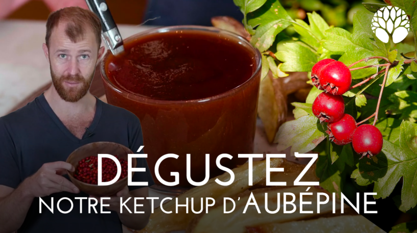 Recette du ketchup de cenelles, fruits de l'aubépine.