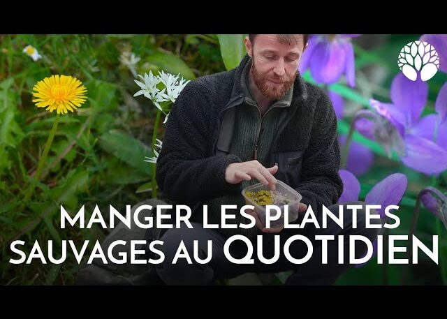 Manger les plantes sauvages au quotidien