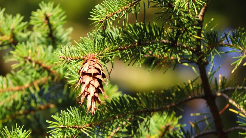 Le sapin de Douglas  : un arbre à succès