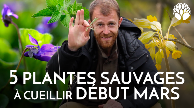 5 plantes sauvages du mois de mars !