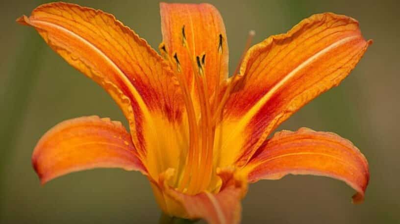 10 fleurs sauvages et ornementales comestibles dans votre jardin