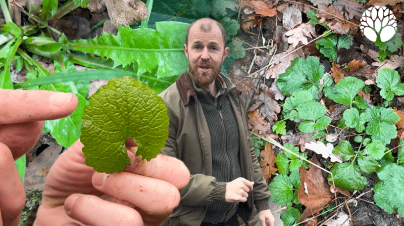 12 plantes sauvages comestibles et médicinales d'hiver