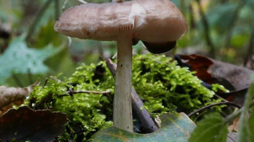 Le Plutée couleur de cerf : un champignon comestible toute l’année