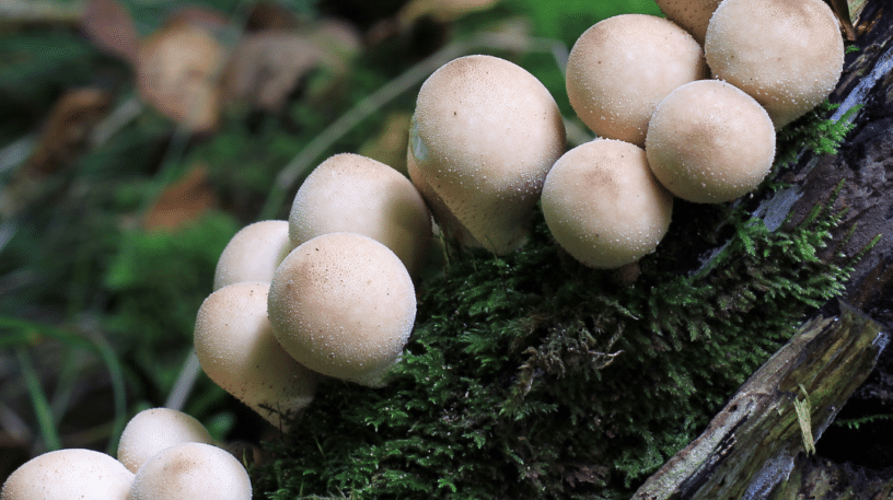 La vesse-de-loup en poire, champignon comestible