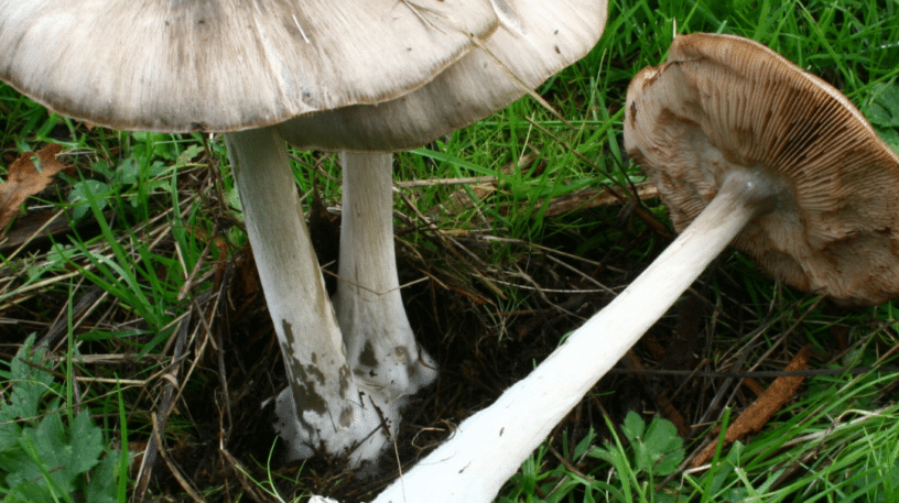 La volvaire élégante est comestible mais attention aux confusions