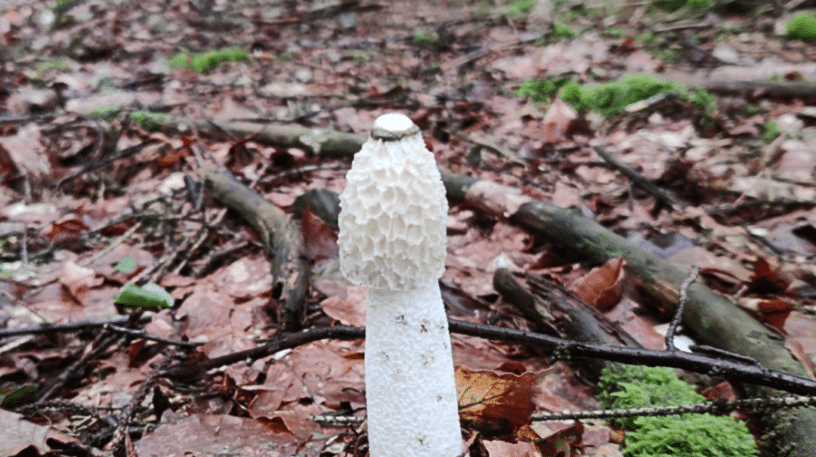 Le champignon phallus ou satyre puant