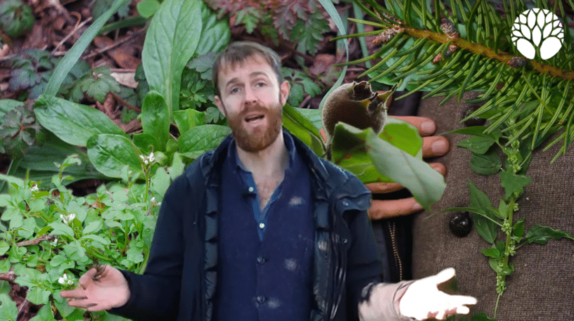 5 plantes sauvages du mois de février