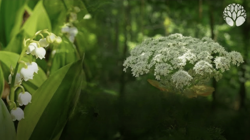 La toxicité des plantes