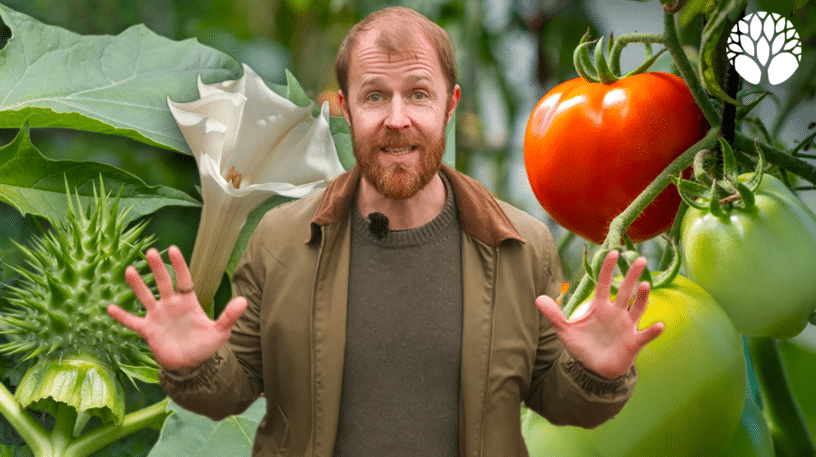 Les solanacées : une famille de plantes entre danger et alimentation