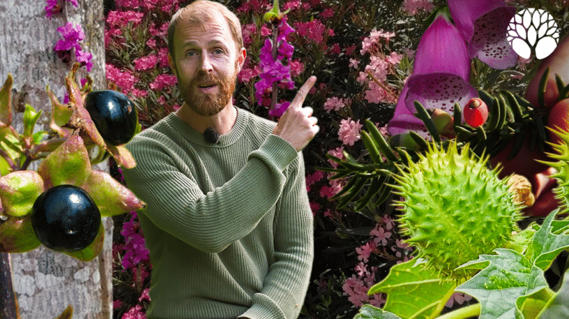 Les 10 plantes toxiques les plus dangereuses