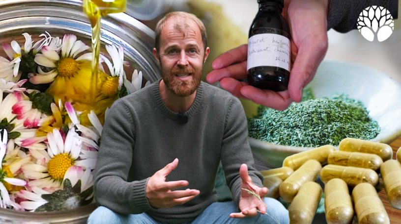 Tisane, sirop, poudre… quelle forme choisir pour les plantes médicinales ?
