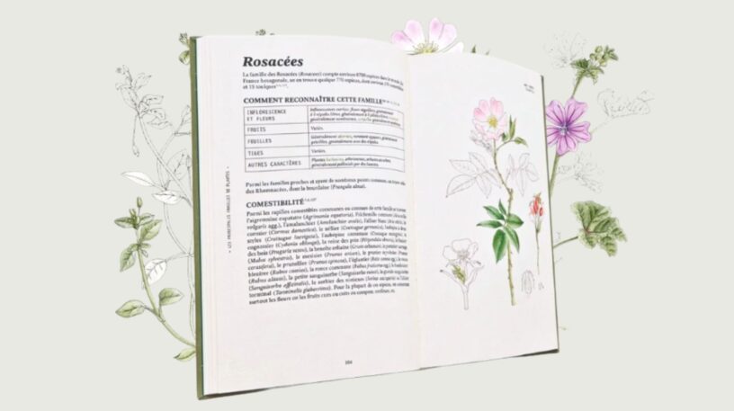L'amnésie botanique : moins de savoirs sur les plantes