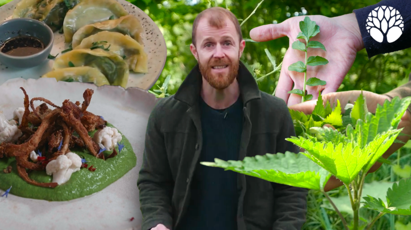 10 plantes sauvages comestibles faciles à reconnaître et à cuisiner