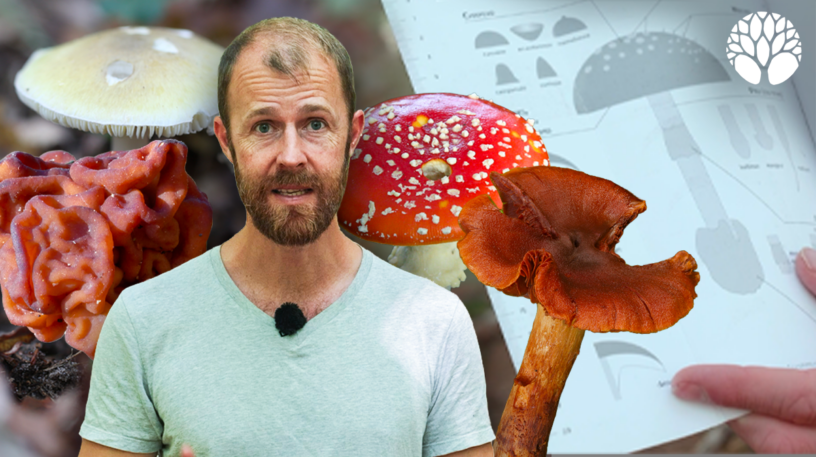 Les 10 champignons les plus toxiques de France et d’Europe