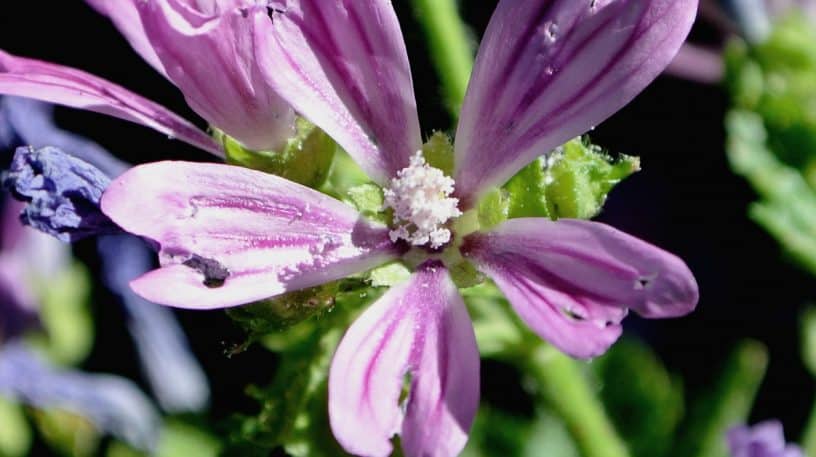 Mauve Sylvestre : plante médicinale et comestible - Herbiolys