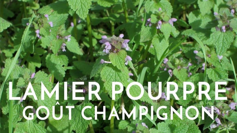 Le lamier pourpre et son petit goût de champignons !